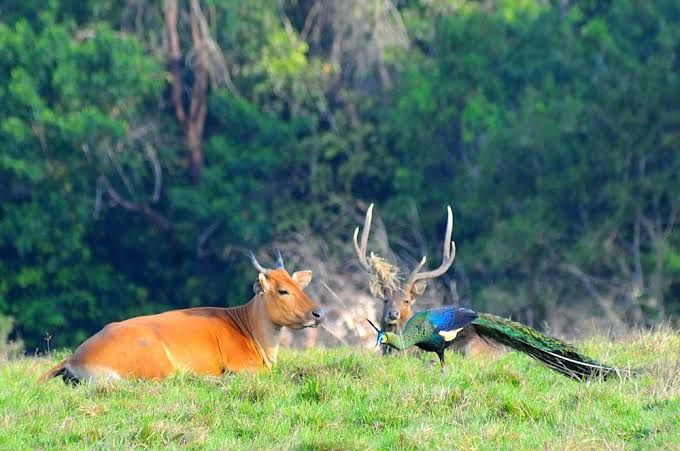 Inilah 6 Destinasi Hutan Wisata Indonesia Yang Wajib Dikunjungi